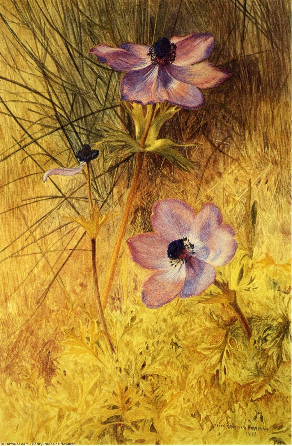 Wikioo.org - The Encyclopedia of Fine Arts - Painting, Artwork by Henry Roderick Newman - Florentine Wild Anemones