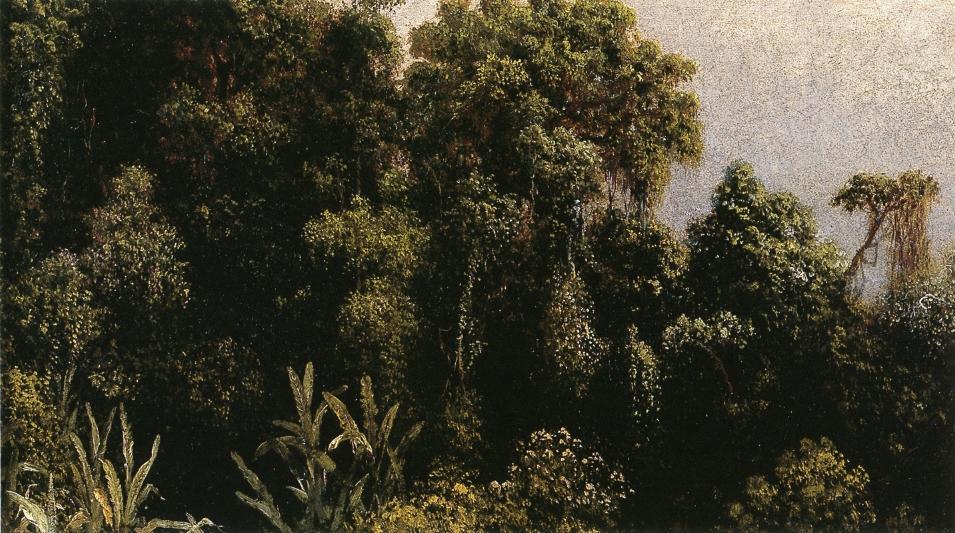 Wikioo.org - The Encyclopedia of Fine Arts - Painting, Artwork by Martin Johnson Heade - Forest Study, Brazil