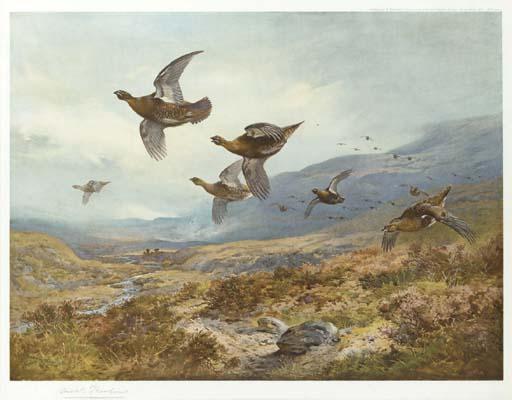 Wikioo.org - The Encyclopedia of Fine Arts - Painting, Artwork by Archibald Thorburn - Grouse