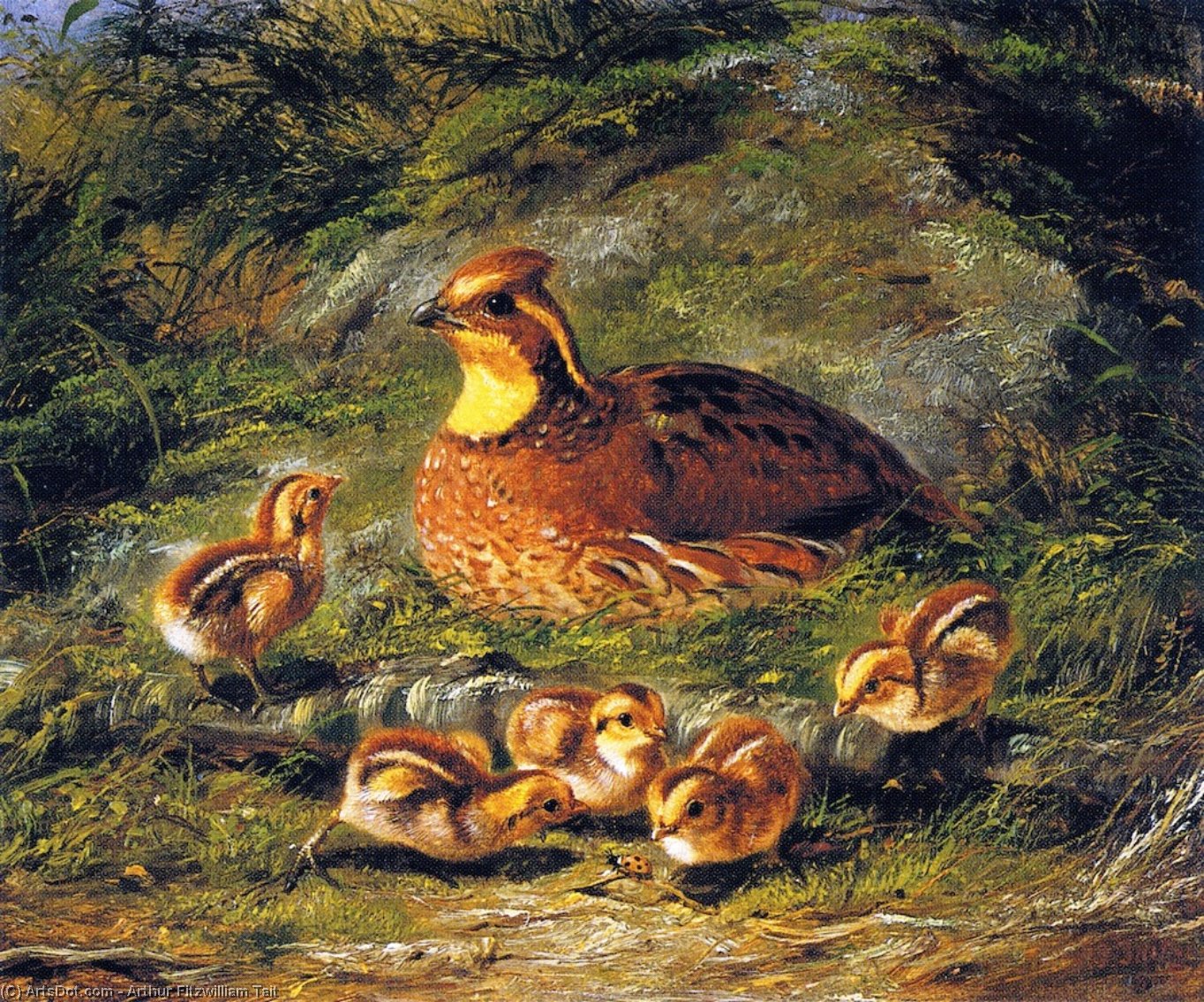 Wikioo.org - The Encyclopedia of Fine Arts - Painting, Artwork by Arthur Fitzwilliam Tait - Hen, Chicks and Ladybug