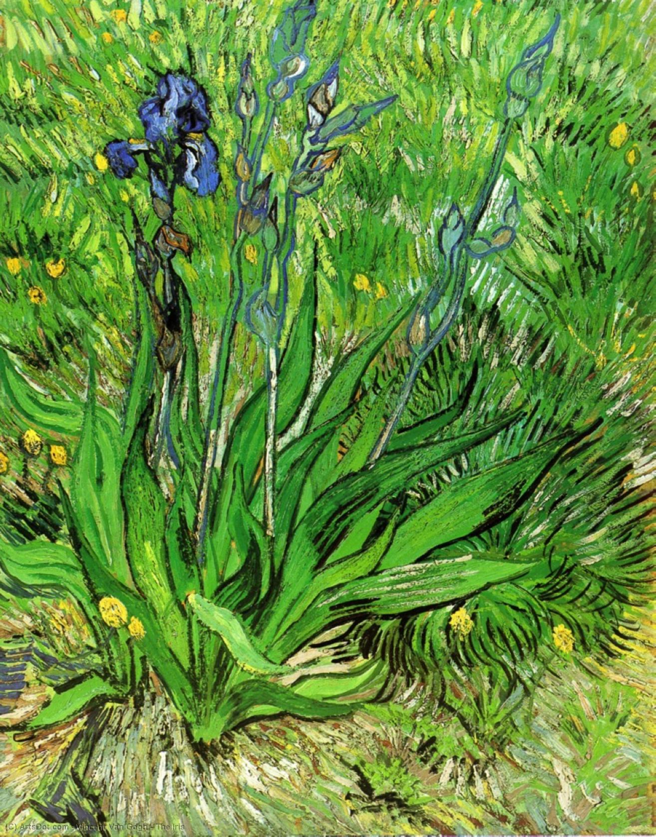 WikiOO.org - Энциклопедия изобразительного искусства - Живопись, Картины  Vincent Van Gogh - Ирис
