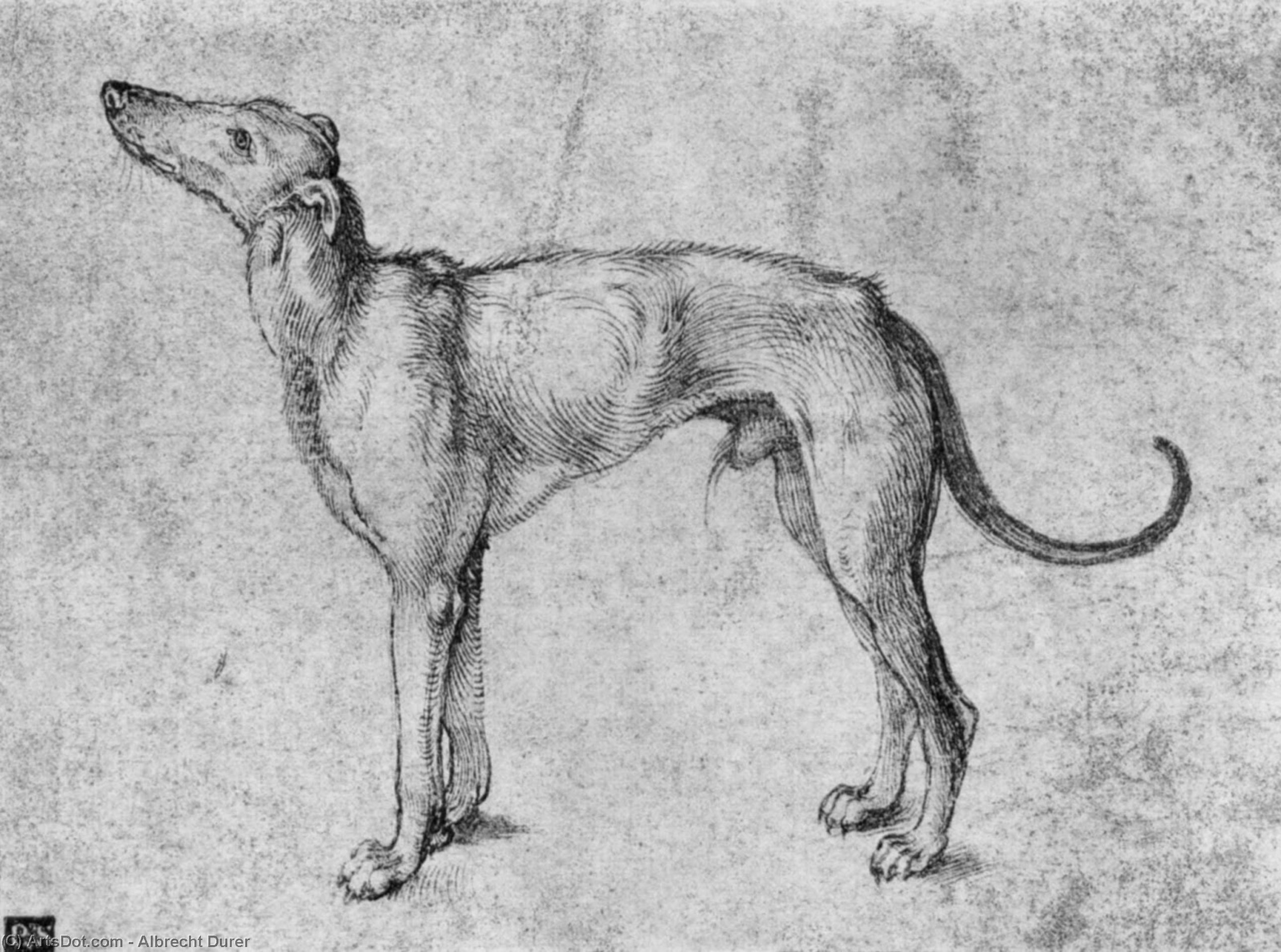 WikiOO.org - Enciclopédia das Belas Artes - Pintura, Arte por Albrecht Durer - Greyhound