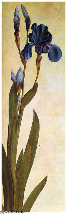 WikiOO.org - Enciklopedija dailės - Tapyba, meno kuriniai Albrecht Durer - Iris Troiana