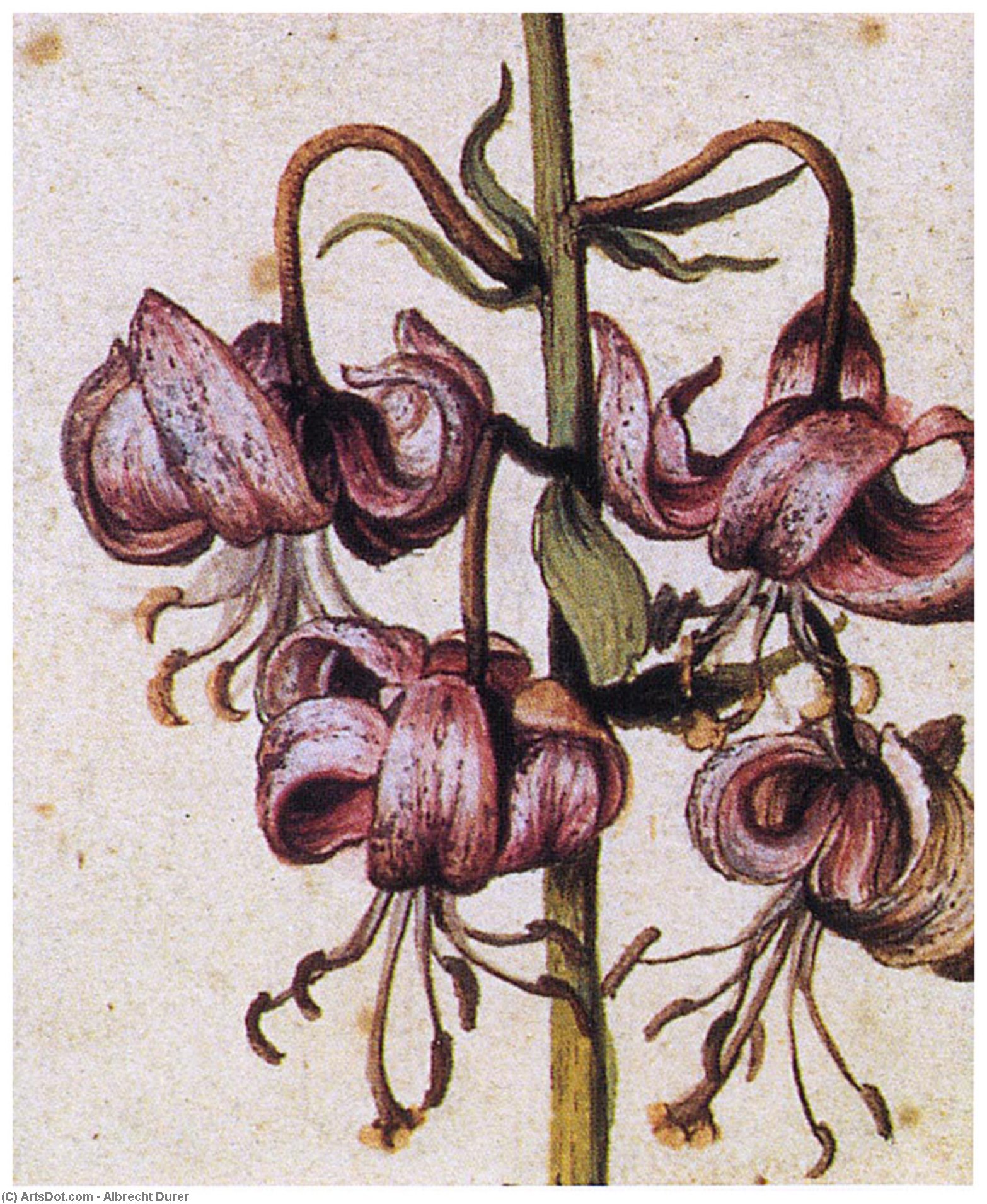 Wikioo.org – L'Encyclopédie des Beaux Arts - Peinture, Oeuvre de Albrecht Durer - lillium martagon ( Détails )