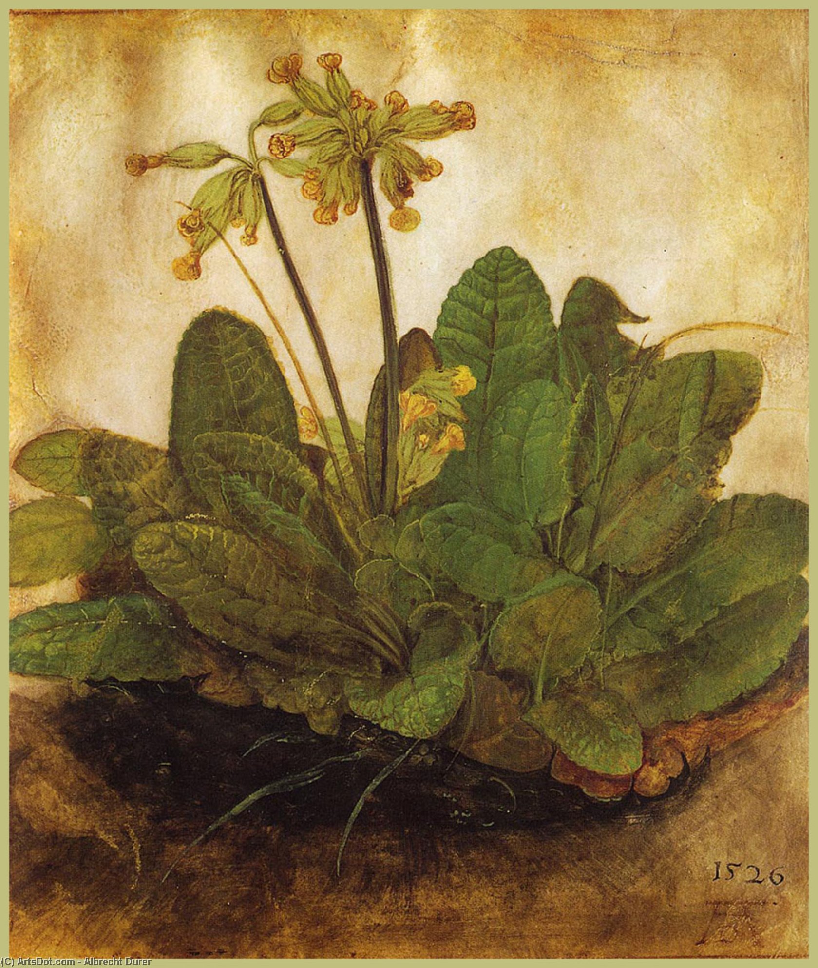 WikiOO.org - Encyclopedia of Fine Arts - Maľba, Artwork Albrecht Durer - Primula