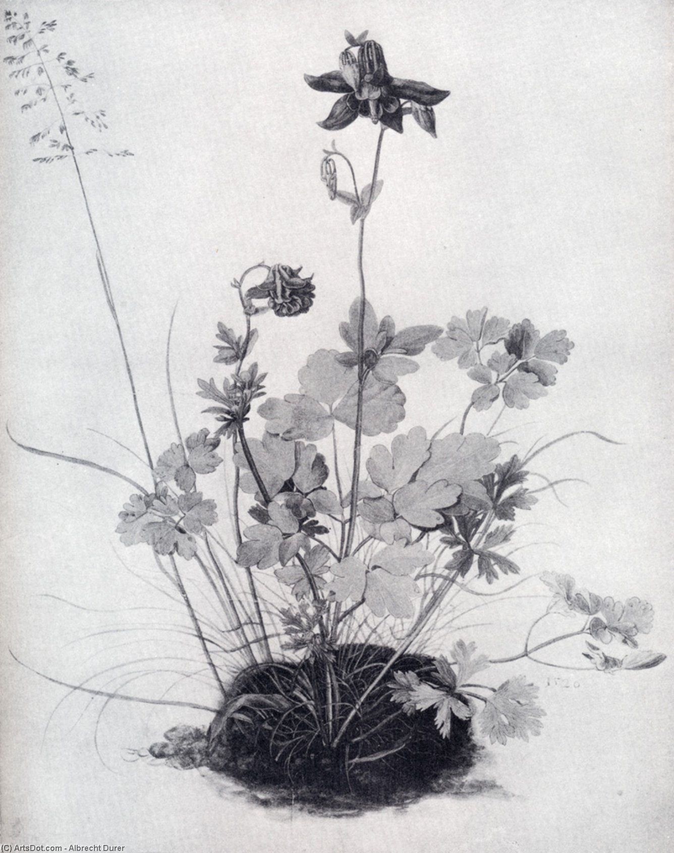 WikiOO.org – 美術百科全書 - 繪畫，作品 Albrecht Durer - 草皮一块，在哥伦拜恩