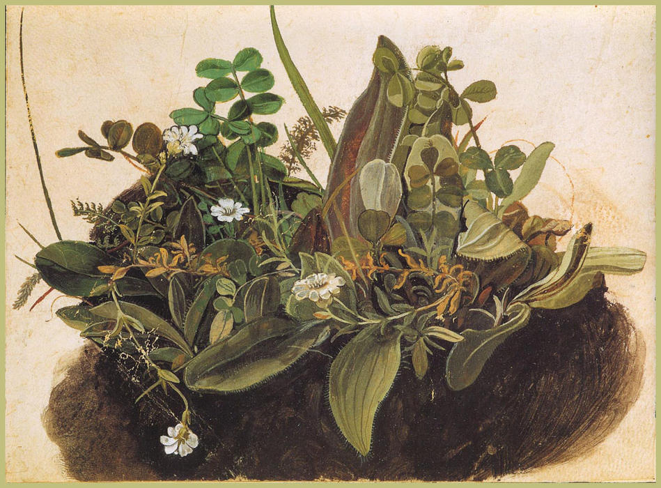 Wikioo.org – La Enciclopedia de las Bellas Artes - Pintura, Obras de arte de Albrecht Durer - el Penacho  todaclasede  hierba  menor
