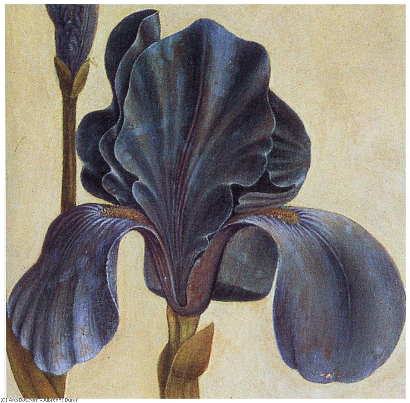 WikiOO.org - Encyclopedia of Fine Arts - Målning, konstverk Albrecht Durer - Troiana Iris (Detail)