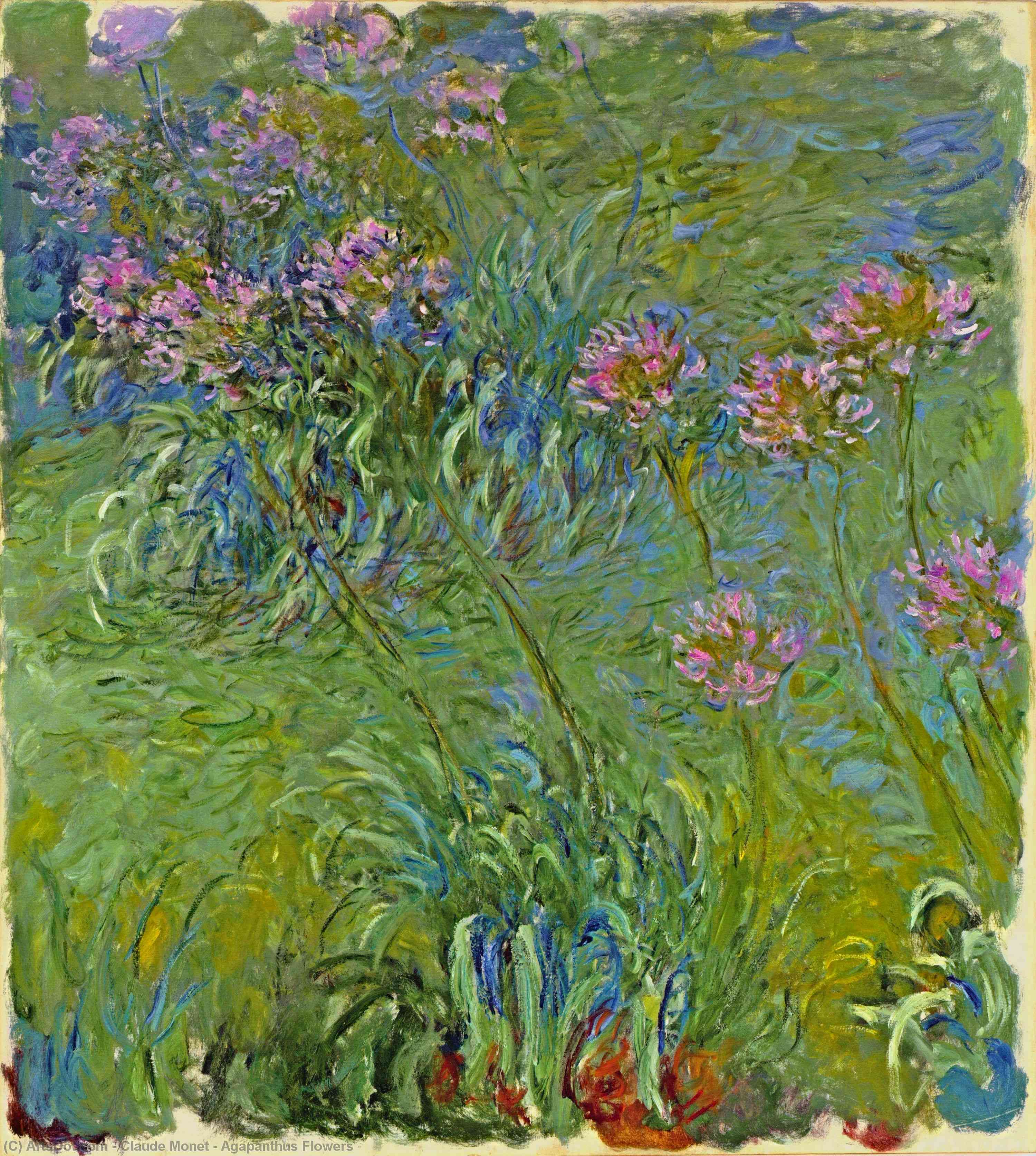 Wikioo.org - The Encyclopedia of Fine Arts - Painting, Artwork by Claude Monet - Agapanthus Flowers