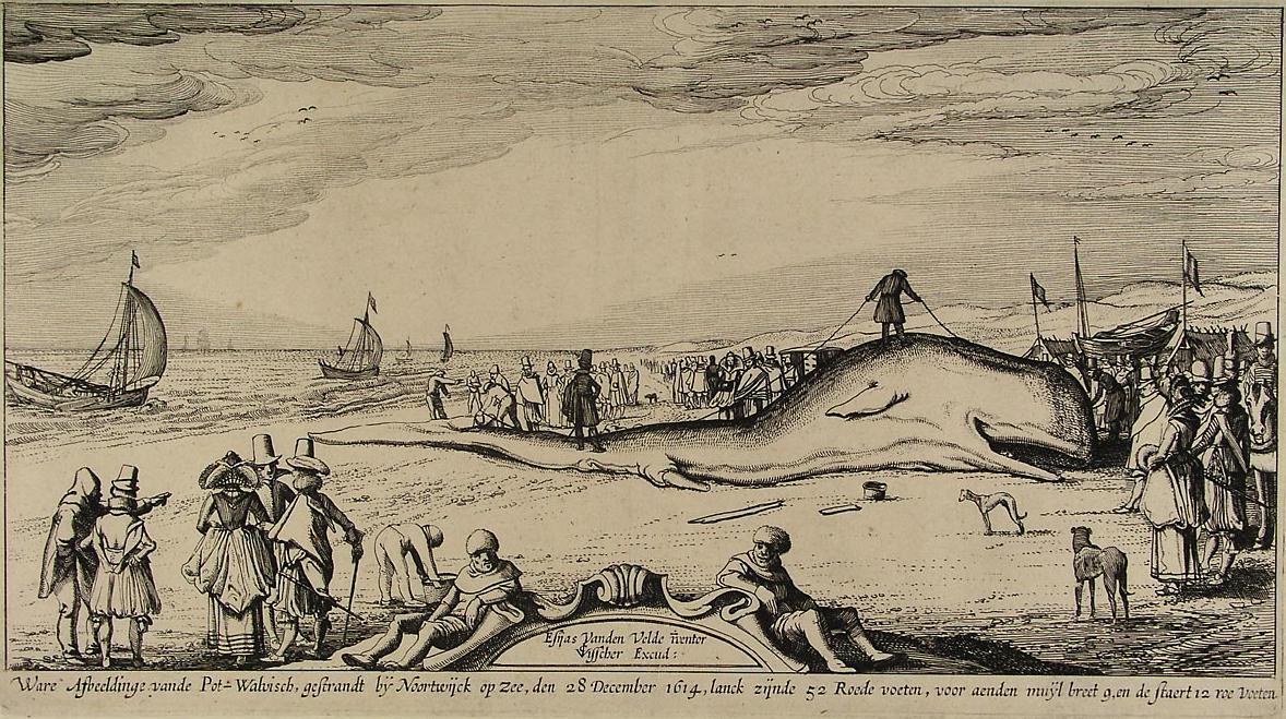 Wikioo.org - Bách khoa toàn thư về mỹ thuật - Vẽ tranh, Tác phẩm nghệ thuật Esaias Van De Velde - Sperm whale on the beach of Noordwijk