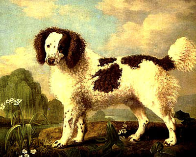 Wikioo.org - The Encyclopedia of Fine Arts - Painting, Artwork by George Stubbs - Brown and White Norfolk or Water Spaniel