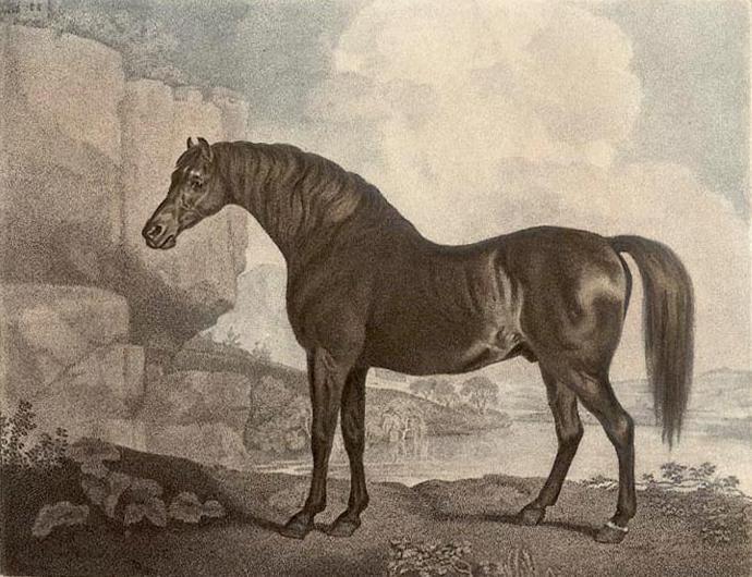 Wikioo.org - The Encyclopedia of Fine Arts - Painting, Artwork by George Stubbs - Marske Horse