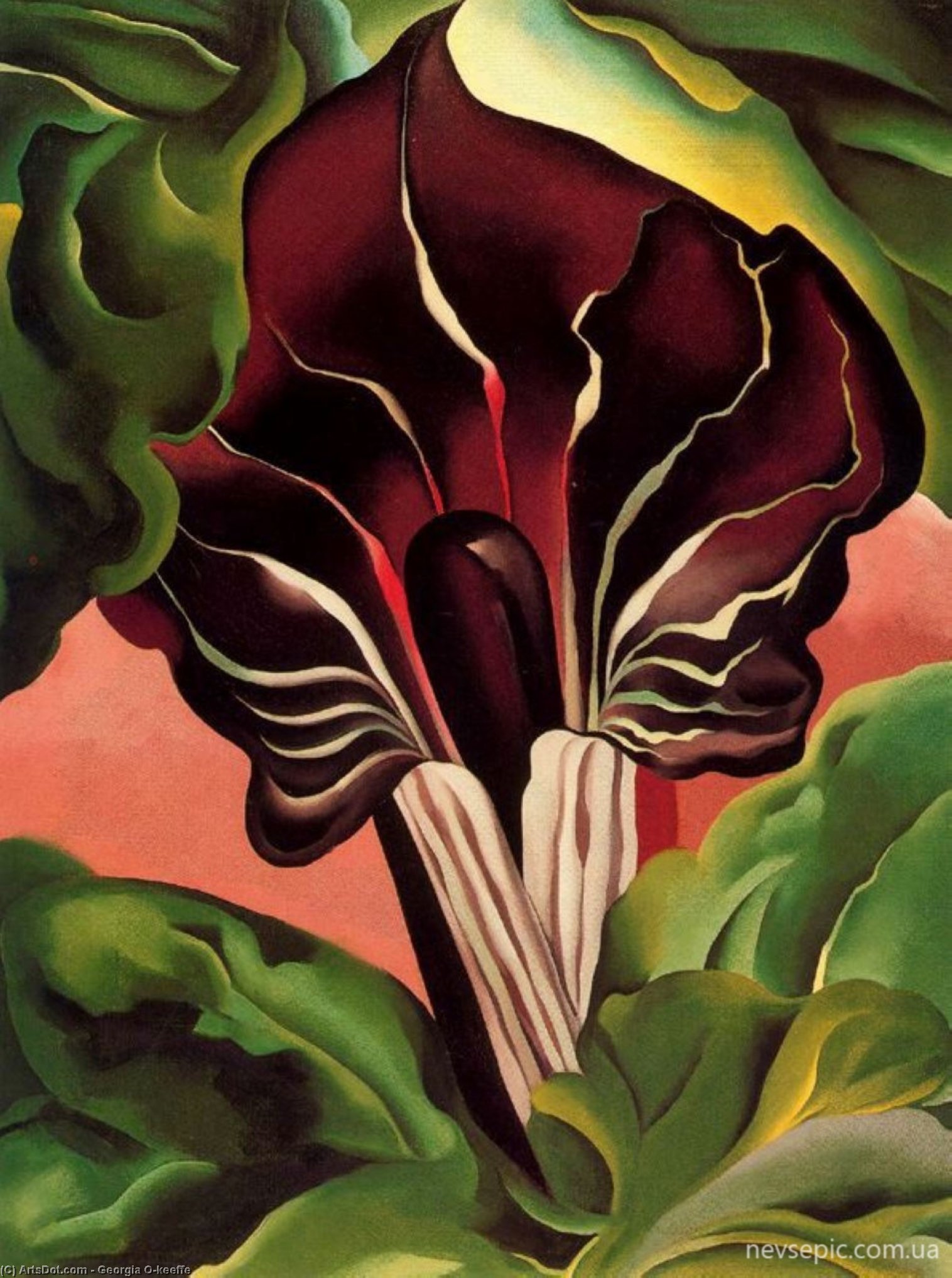 Wikioo.org - The Encyclopedia of Fine Arts - Painting, Artwork by Georgia Totto O'keeffe - Jack in the Pulpit II