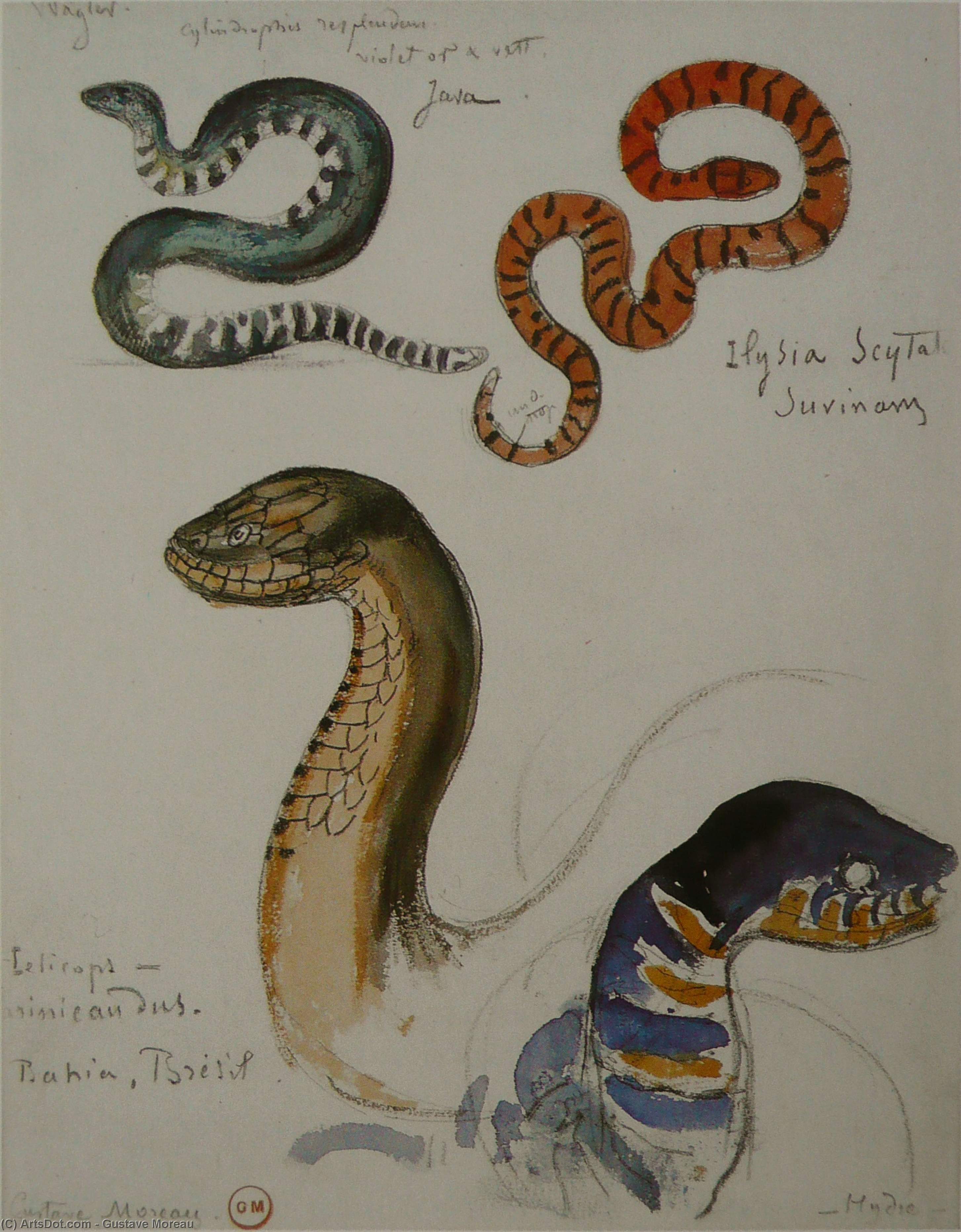 Wikioo.org - The Encyclopedia of Fine Arts - Painting, Artwork by Gustave Moreau - Four studies of snakes