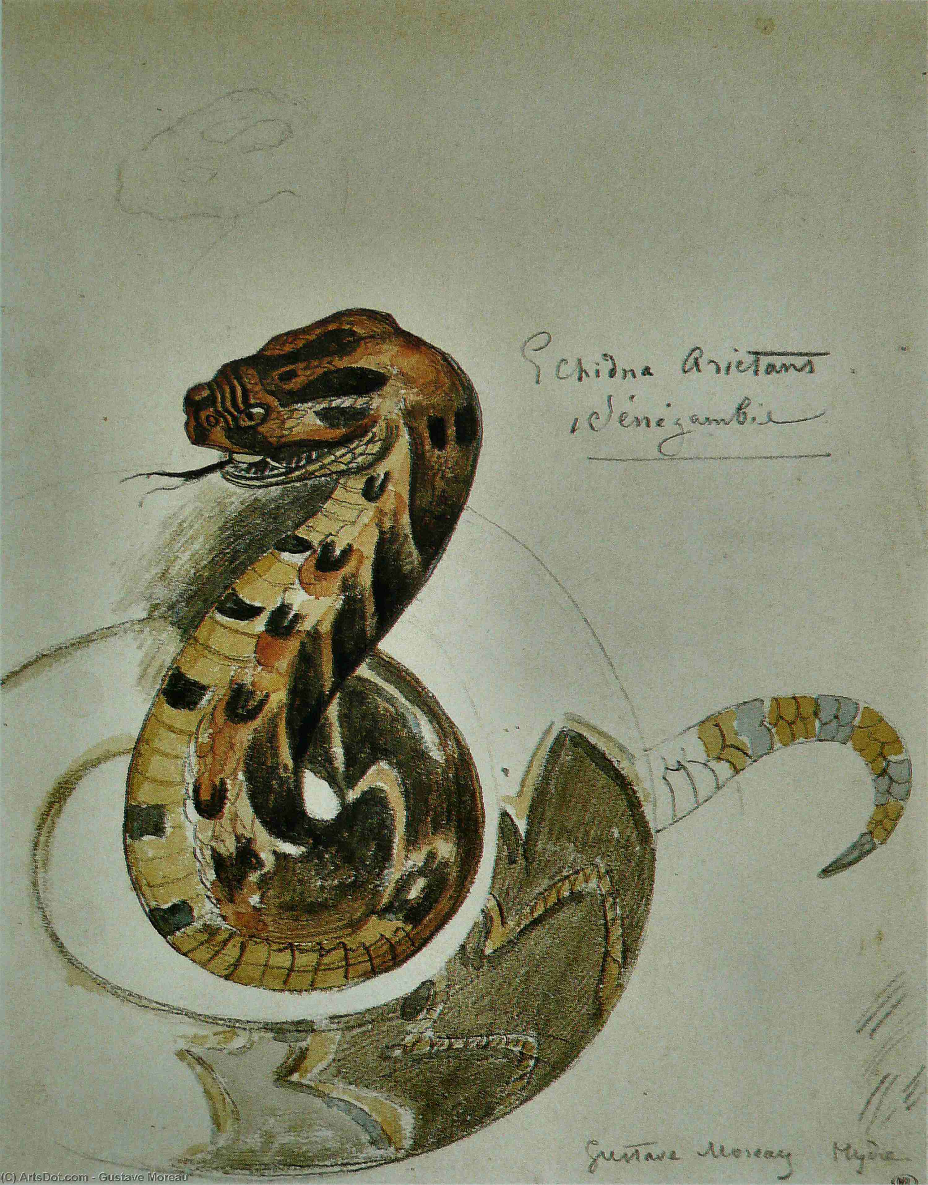 Wikioo.org - Bách khoa toàn thư về mỹ thuật - Vẽ tranh, Tác phẩm nghệ thuật Gustave Moreau - Study puff adder