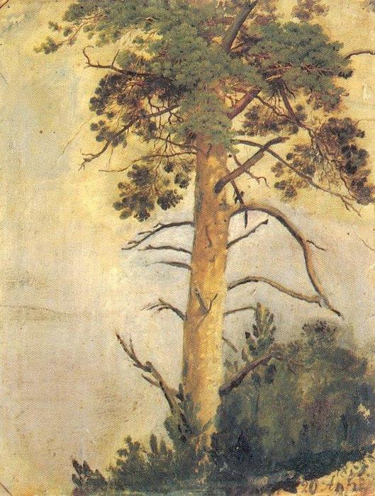 Wikioo.org - The Encyclopedia of Fine Arts - Painting, Artwork by Ivan Ivanovich Shishkin - Pine on the cliff