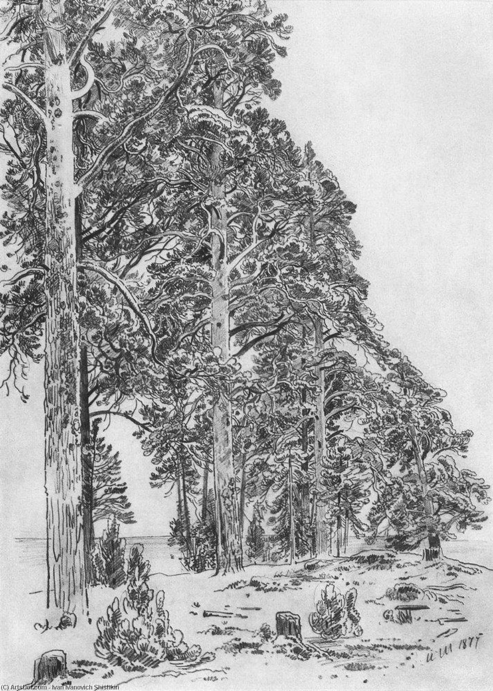 Wikioo.org - The Encyclopedia of Fine Arts - Painting, Artwork by Ivan Ivanovich Shishkin - Pines on the beach