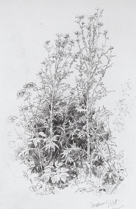 Wikioo.org - The Encyclopedia of Fine Arts - Painting, Artwork by Ivan Ivanovich Shishkin - Wildflowers