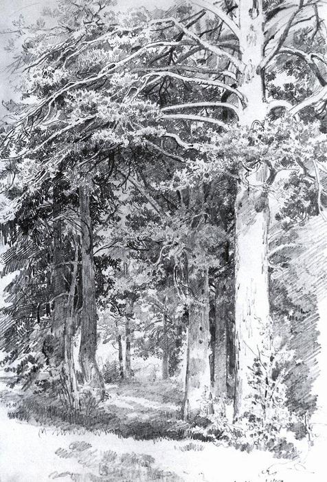 WikiOO.org - 백과 사전 - 회화, 삽화 Ivan Ivanovich Shishkin - Pine forest