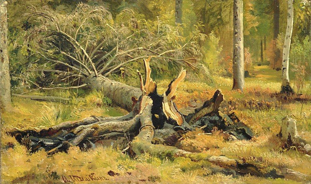 Wikioo.org - The Encyclopedia of Fine Arts - Painting, Artwork by Ivan Ivanovich Shishkin - Fallen tree. Siverskaya
