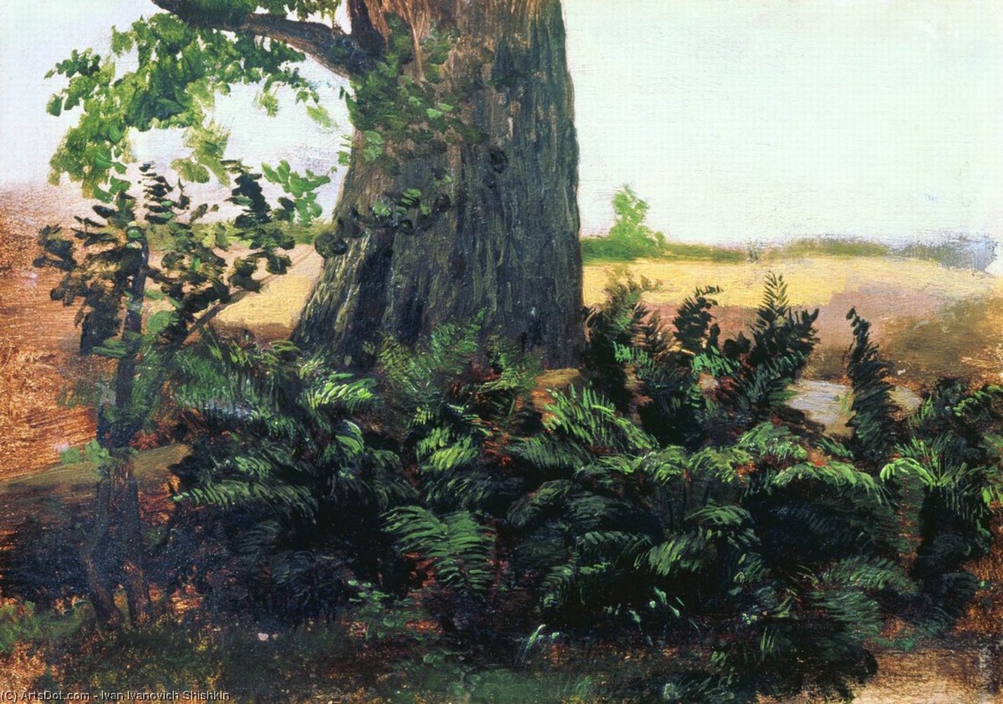 Wikioo.org - The Encyclopedia of Fine Arts - Painting, Artwork by Ivan Ivanovich Shishkin - Ferns