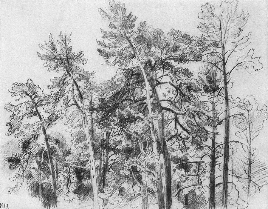 Wikioo.org - The Encyclopedia of Fine Arts - Painting, Artwork by Ivan Ivanovich Shishkin - The tops of the pines
