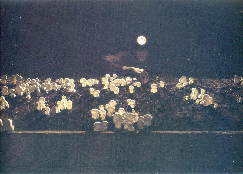 WikiOO.org - Encyclopedia of Fine Arts - Lukisan, Artwork Jamie Wyeth - Mushroom Picker