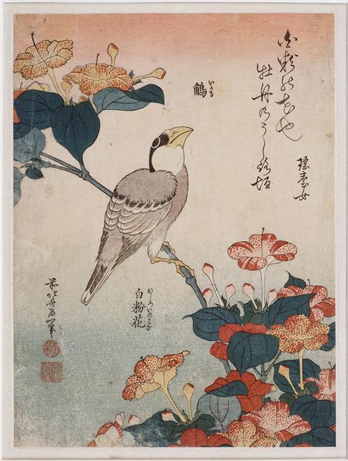 Wikioo.org - The Encyclopedia of Fine Arts - Painting, Artwork by Katsushika Hokusai - Big beak and mirabilis