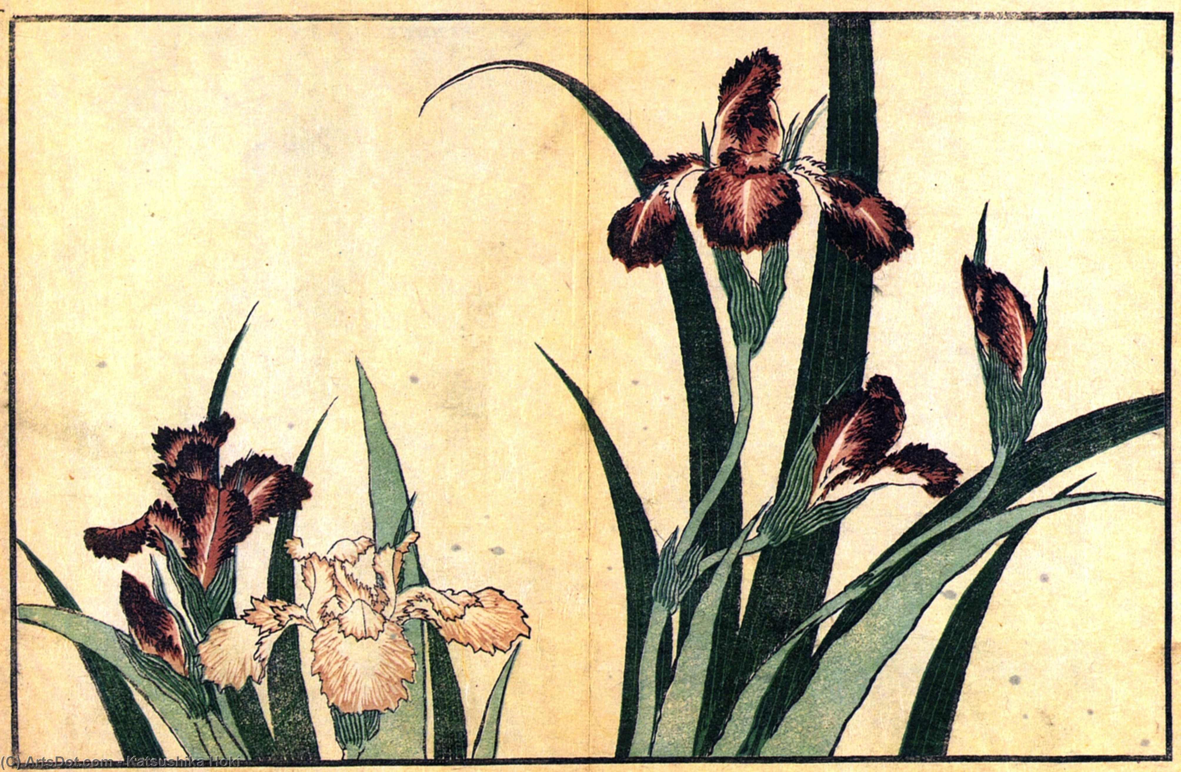 WikiOO.org - Енциклопедия за изящни изкуства - Живопис, Произведения на изкуството Katsushika Hokusai - Irises