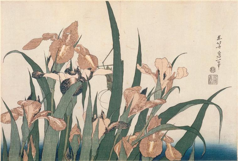 WikiOO.org - Енциклопедия за изящни изкуства - Живопис, Произведения на изкуството Katsushika Hokusai - Irises and Grasshopper
