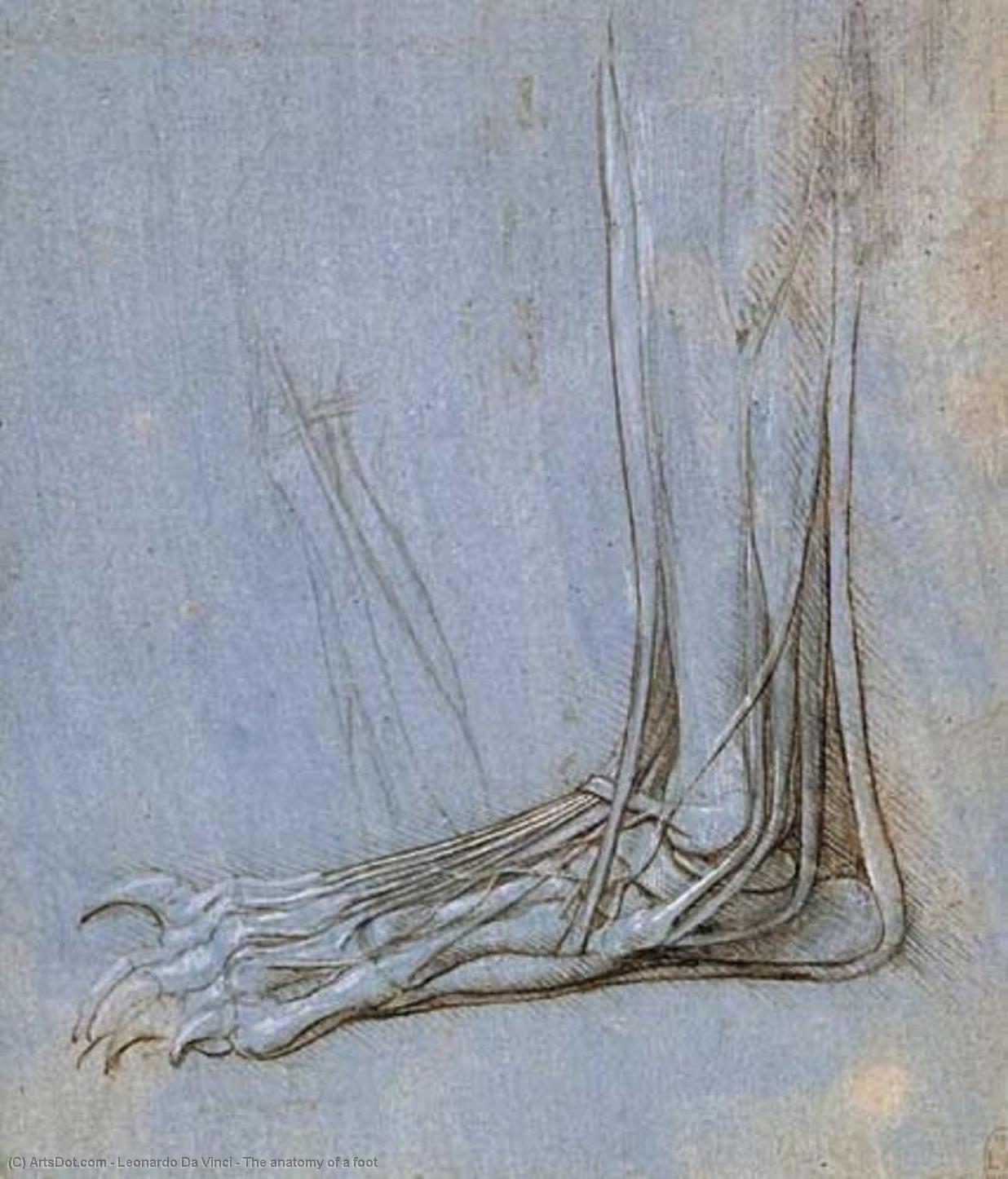 Wikoo.org - موسوعة الفنون الجميلة - اللوحة، العمل الفني Leonardo Da Vinci - The anatomy of a foot