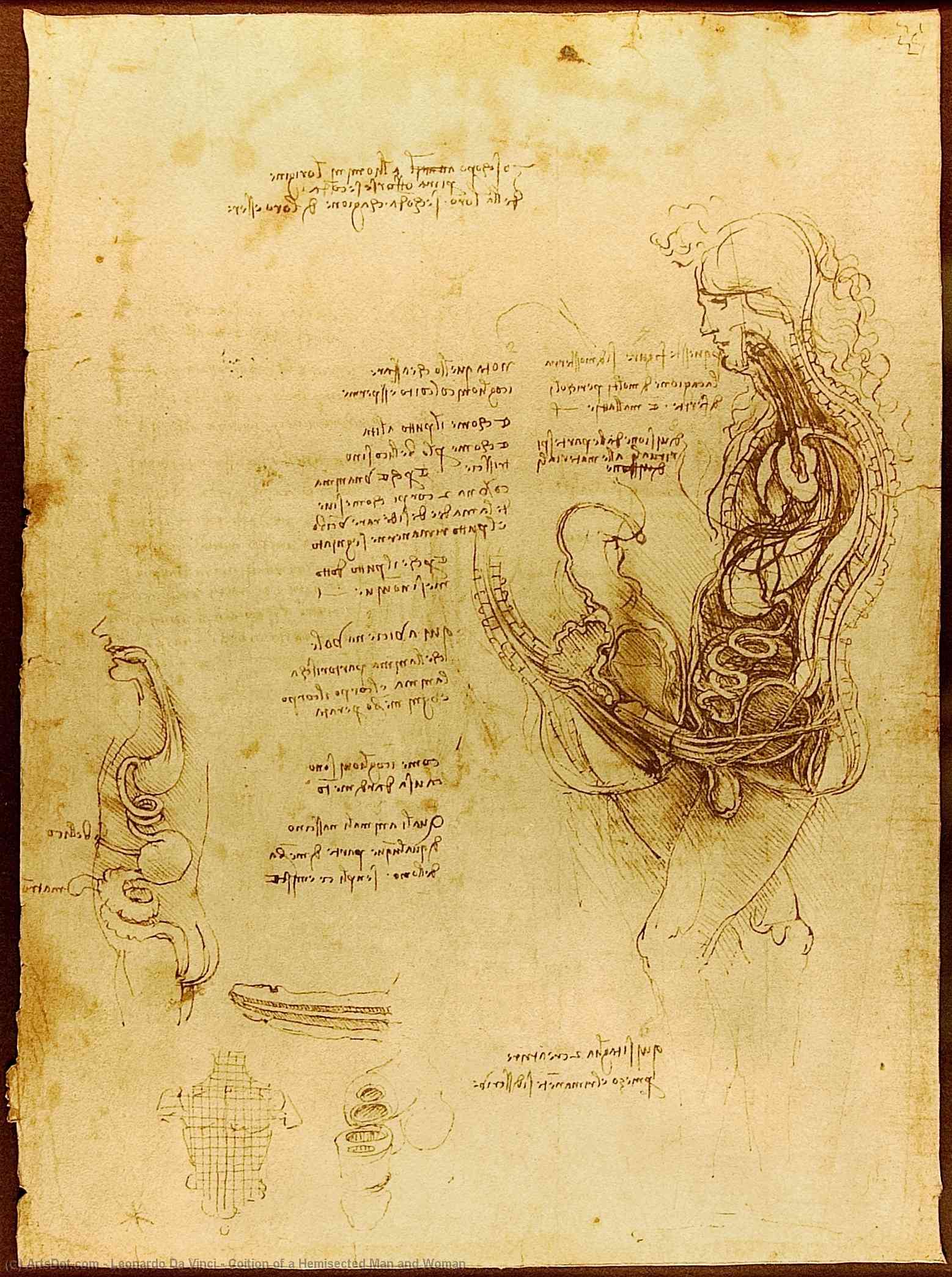 Wikioo.org - The Encyclopedia of Fine Arts - Painting, Artwork by Leonardo Da Vinci - Coition of a Hemisected Man and Woman
