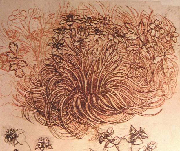 Wikioo.org - Encyklopedia Sztuk Pięknych - Malarstwo, Grafika Leonardo Da Vinci - Drawing of a botanical study