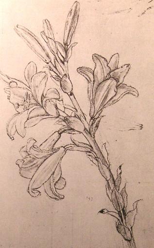 Wikioo.org - Bách khoa toàn thư về mỹ thuật - Vẽ tranh, Tác phẩm nghệ thuật Leonardo Da Vinci - Drawing of lilies, for an Annunciation