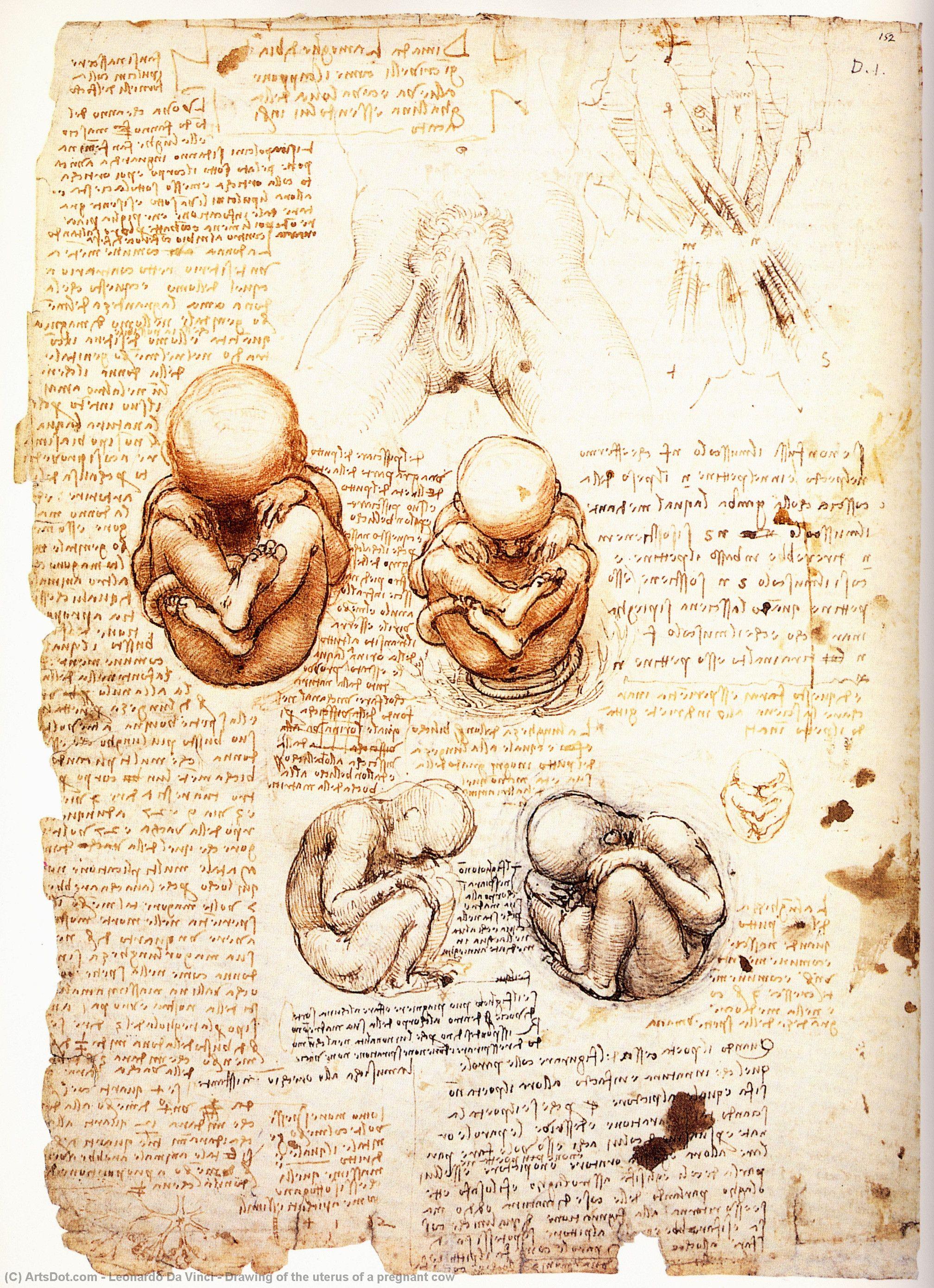 Wikioo.org - The Encyclopedia of Fine Arts - Painting, Artwork by Leonardo Da Vinci - Drawing of the uterus of a pregnant cow