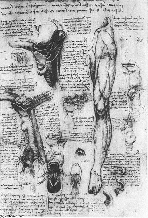 Wikoo.org - موسوعة الفنون الجميلة - اللوحة، العمل الفني Leonardo Da Vinci - Anatomical studies (larynx and leg)
