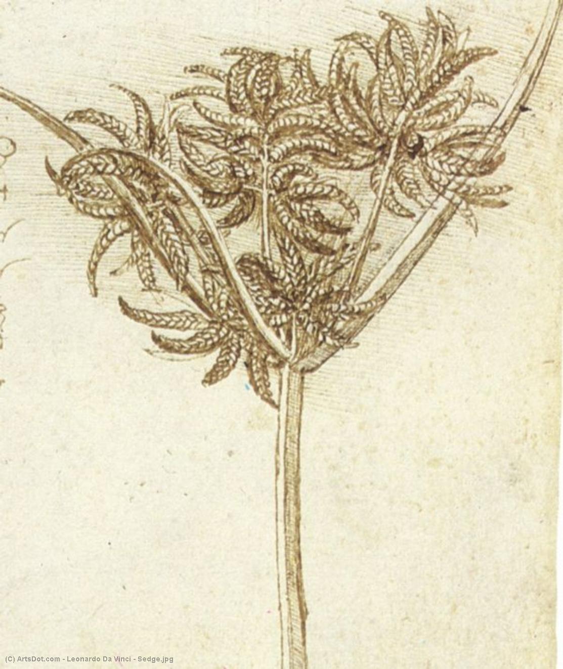 WikiOO.org - Encyclopedia of Fine Arts - Maalaus, taideteos Leonardo Da Vinci - Sedge.jpg
