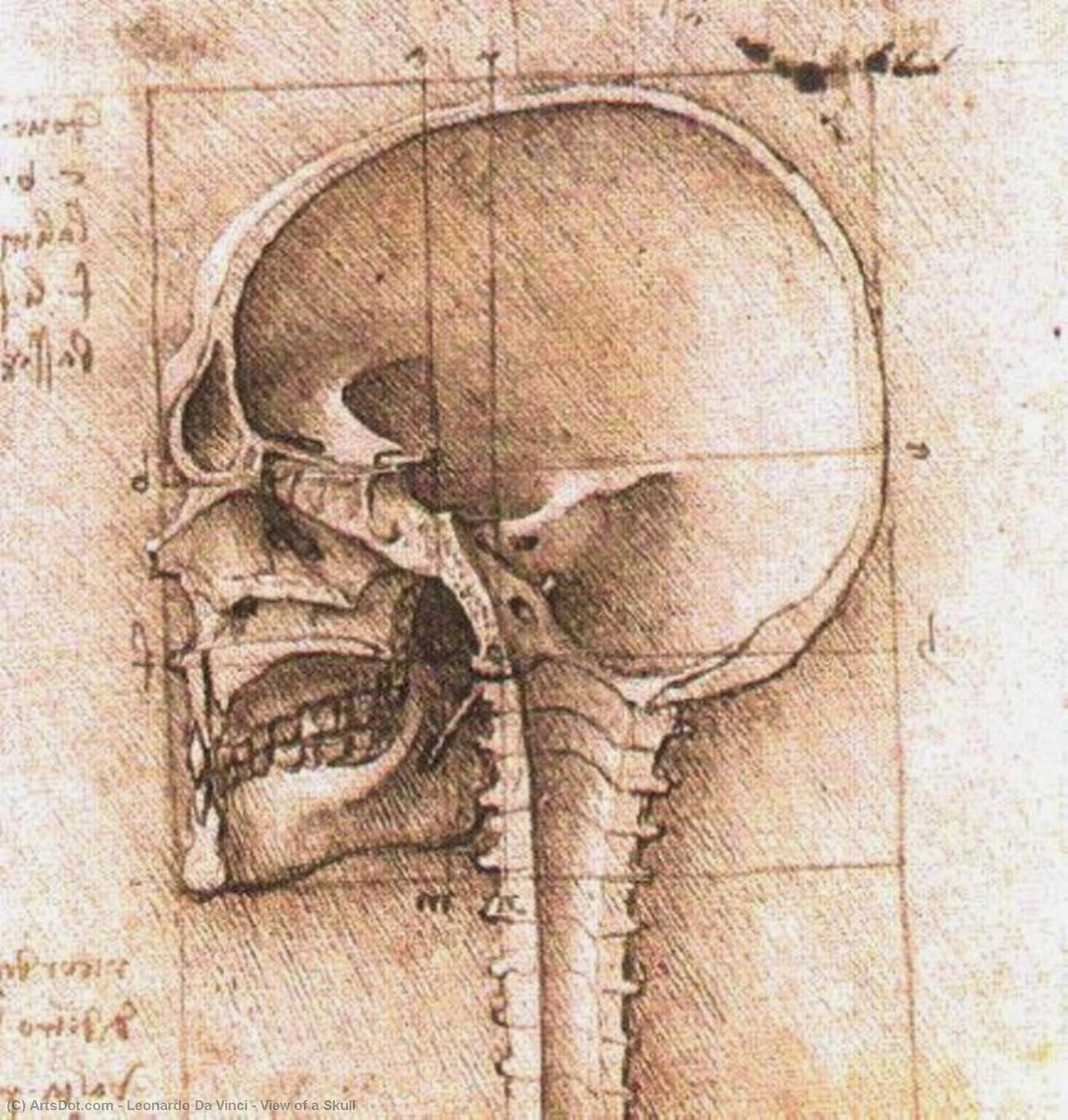 Wikioo.org - The Encyclopedia of Fine Arts - Painting, Artwork by Leonardo Da Vinci - View of a Skull