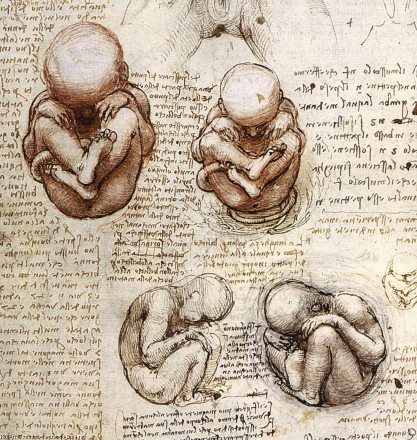 WikiOO.org - Енциклопедия за изящни изкуства - Живопис, Произведения на изкуството Leonardo Da Vinci - Views of a Foetus in the Womb.jpg