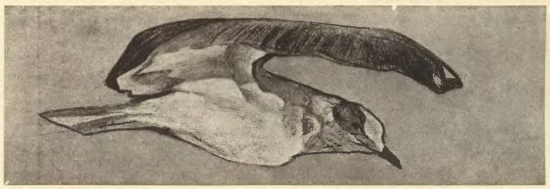 WikiOO.org - Енциклопедия за изящни изкуства - Живопис, Произведения на изкуството Nicholas Roerich - Seagull