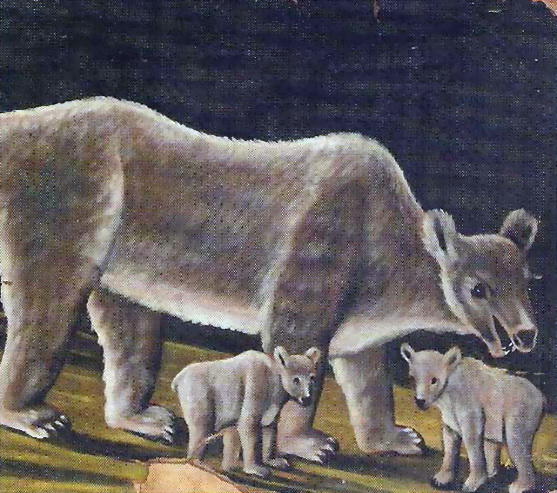 WikiOO.org - Enciclopédia das Belas Artes - Pintura, Arte por Niko Pirosmani - The white bear with cubs