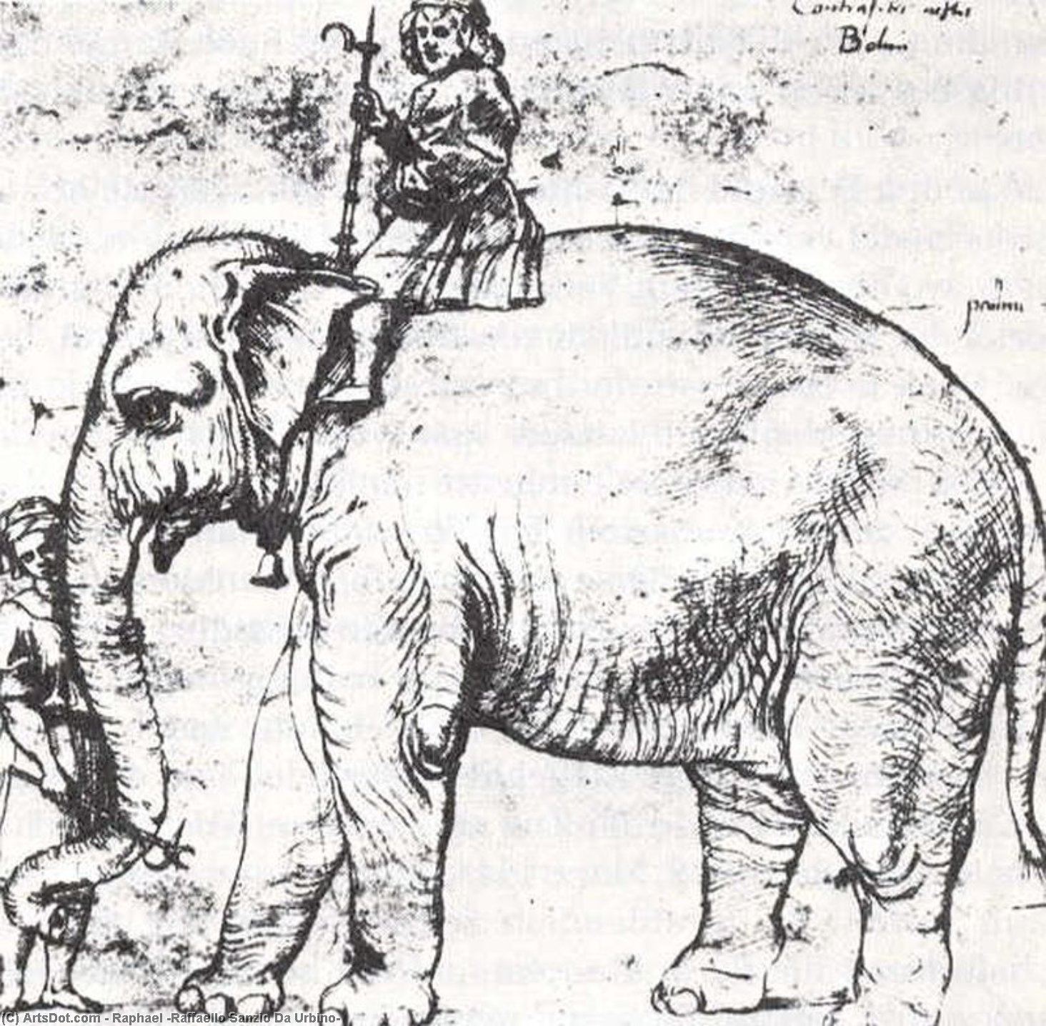 WikiOO.org - Enciklopedija likovnih umjetnosti - Slikarstvo, umjetnička djela Raphael (Raffaello Sanzio Da Urbino) - Hanno, The Pope’s Leo X Elephant