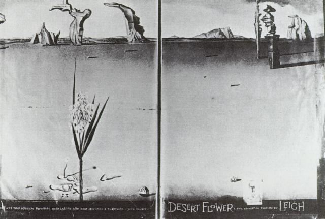 WikiOO.org - Encyclopedia of Fine Arts - Lukisan, Artwork Salvador Dali - Flower in the Desert