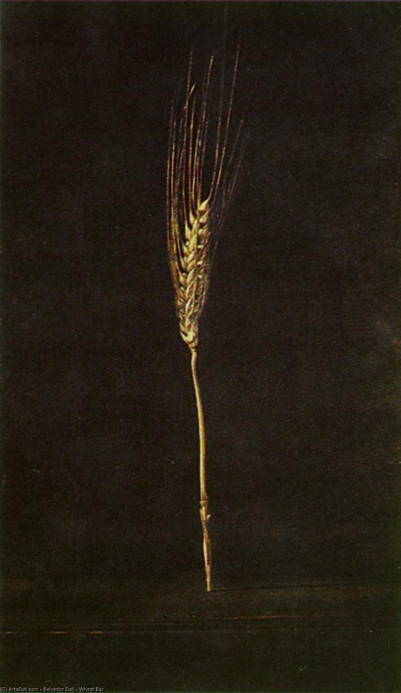 Wikioo.org – L'Encyclopédie des Beaux Arts - Peinture, Oeuvre de Salvador Dali - blé oreille