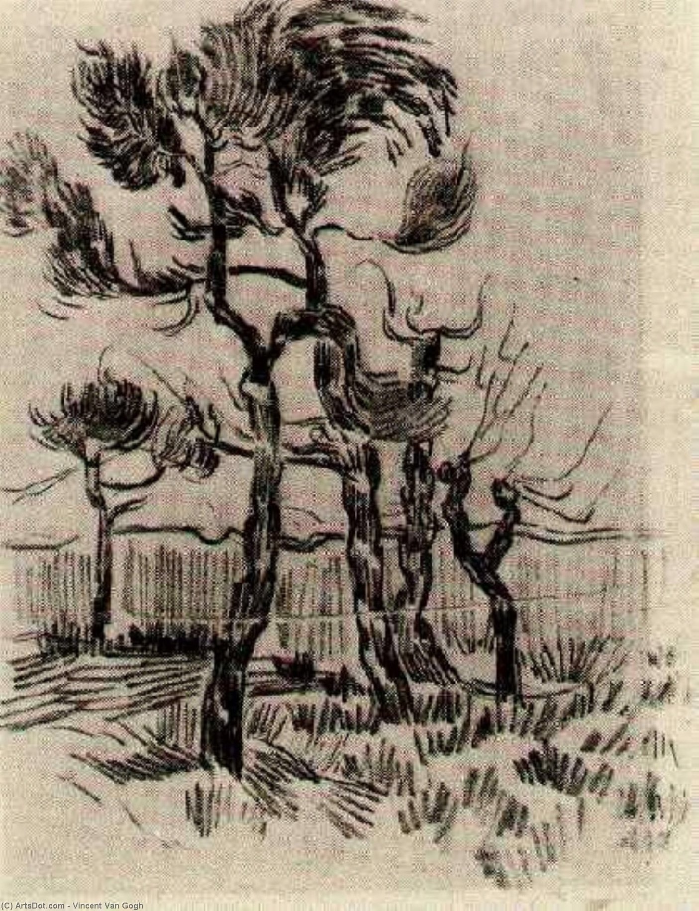 WikiOO.org - Enciklopedija likovnih umjetnosti - Slikarstvo, umjetnička djela Vincent Van Gogh - Pine Trees in Front of the Wall of the Asylum 4