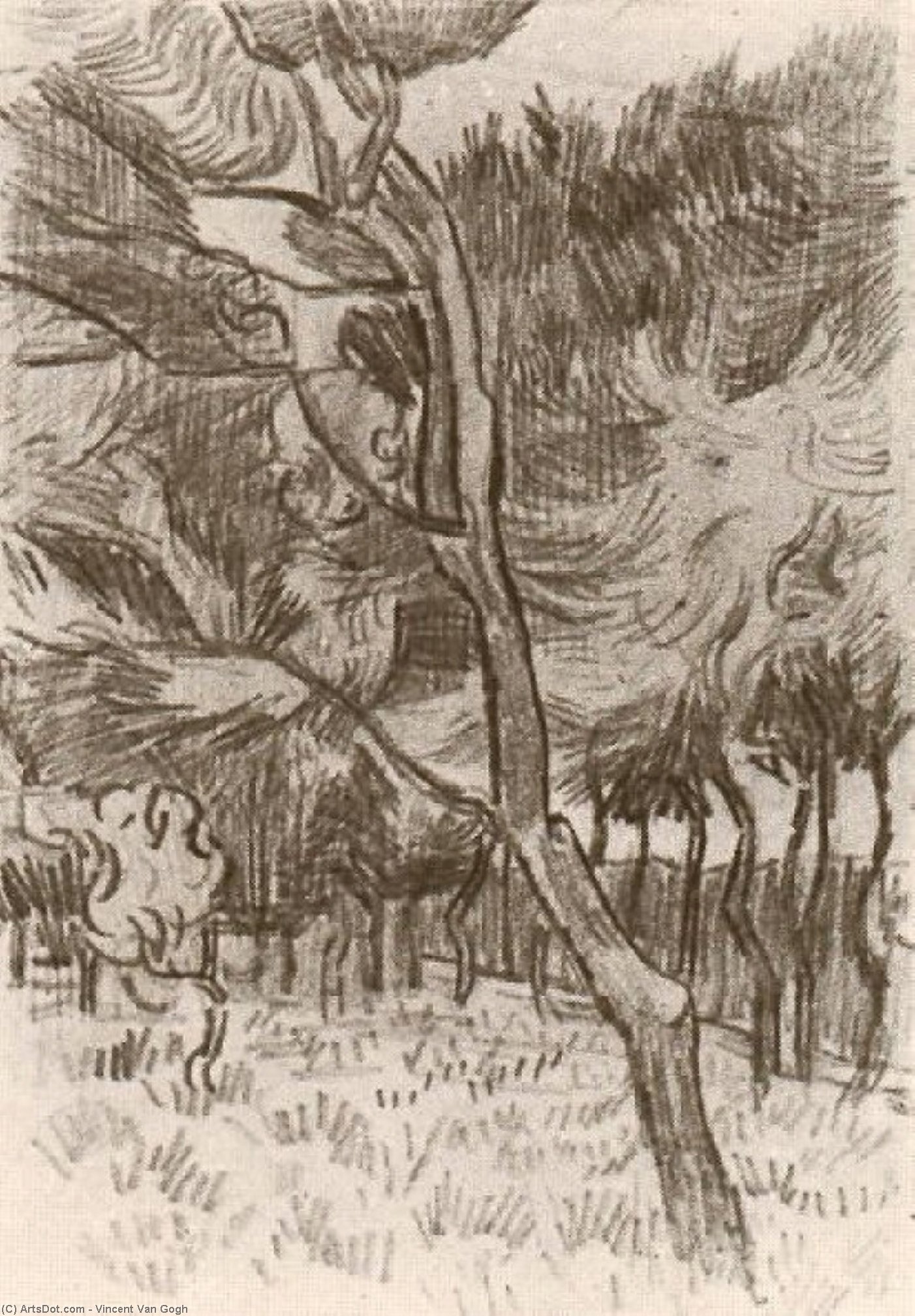 Wikioo.org - Bách khoa toàn thư về mỹ thuật - Vẽ tranh, Tác phẩm nghệ thuật Vincent Van Gogh - Pine Trees in the Garden of the Asylum