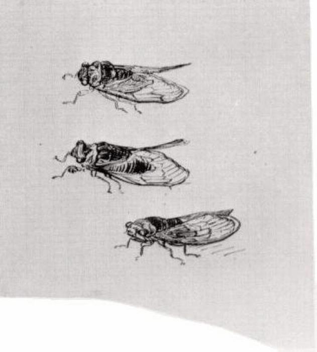 Wikioo.org - Bách khoa toàn thư về mỹ thuật - Vẽ tranh, Tác phẩm nghệ thuật Vincent Van Gogh - Three Cicadas