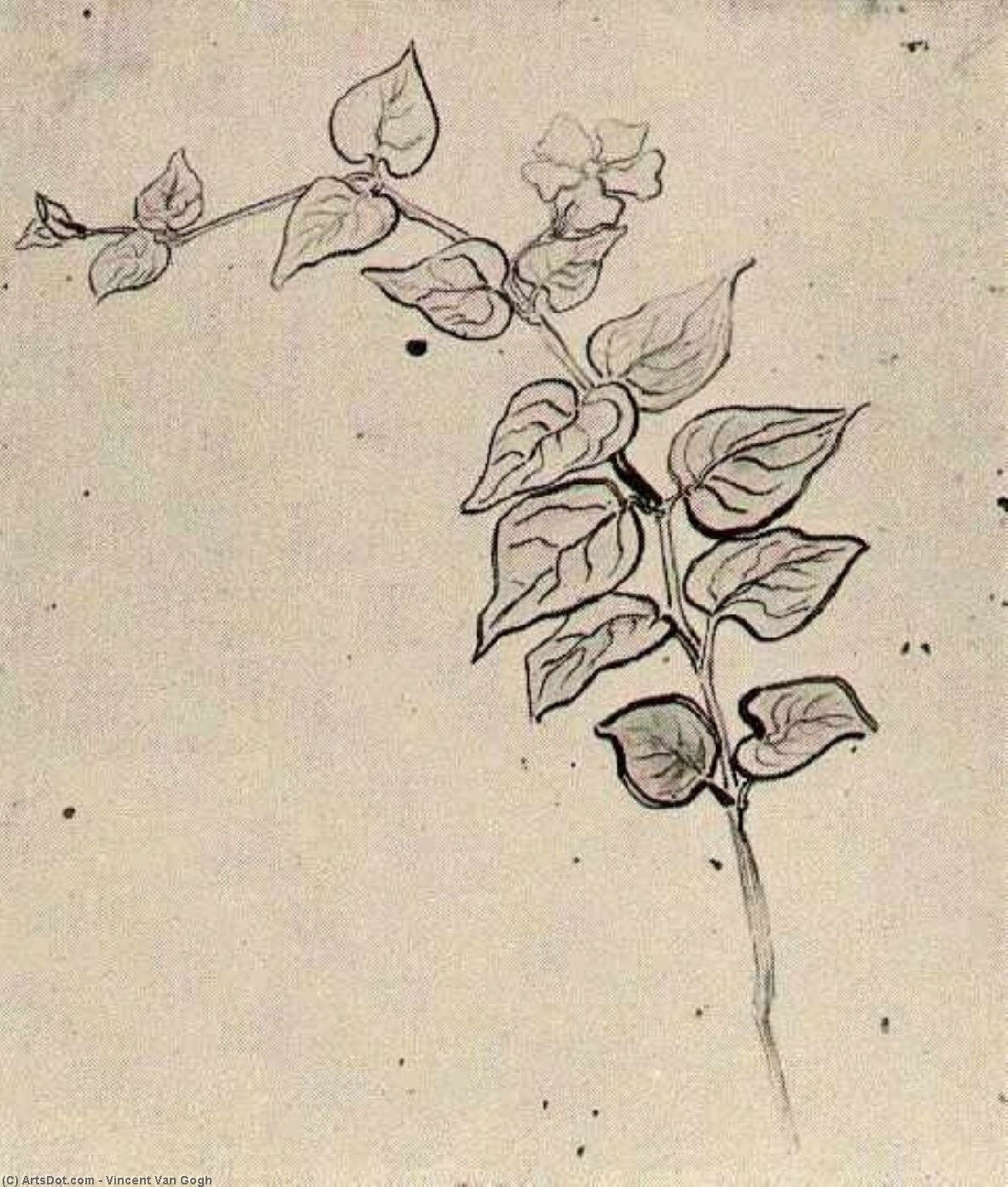 WikiOO.org - Güzel Sanatlar Ansiklopedisi - Resim, Resimler Vincent Van Gogh - Branch with Leaves