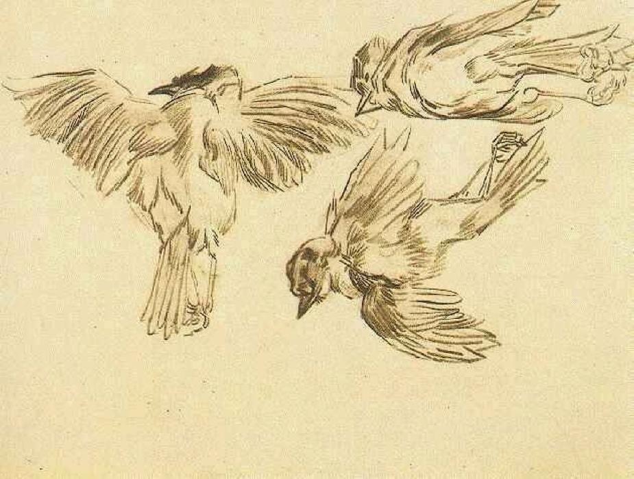 WikiOO.org - Encyclopedia of Fine Arts - Festés, Grafika Vincent Van Gogh - Studies of a Dead Sparrow
