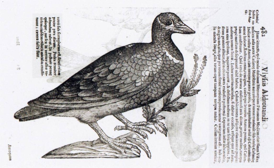 WikiOO.org - Encyclopedia of Fine Arts - Maleri, Artwork Ulisse Aldrovandi - Blue-Headed Quail-Dove